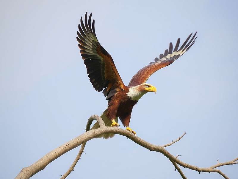 Egmore Eagles Indian Community Event